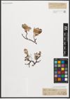 Foto von Salix reticulata L.